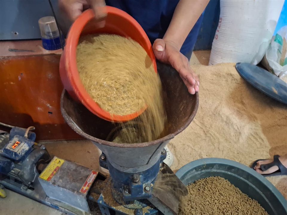 Butiran pakan Sipatuo saat proses produksi